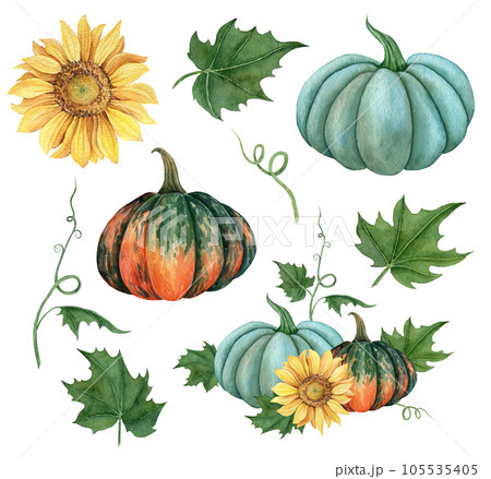 Watercolor set of pumpkins orange, blue and green colors with leaves and sunflower. Hand drawn illustration vegetable for the design of signage, agribusiness logo, banner with organic food, healthy Watercolor set of pumpkins orange, blue and green colors with leaves and sunflower. Hand drawn illustration vegetable for the design of signage, agribusiness logo, banner with organic food, healthy 105535405