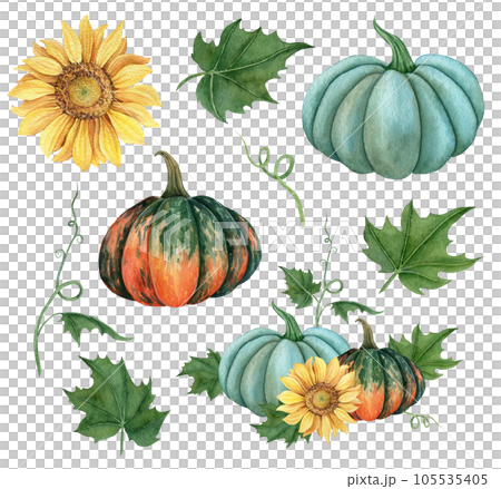 Watercolor set of pumpkins orange, blue and green colors with leaves and sunflower. Hand drawn illustration vegetable for the design of signage, agribusiness logo, banner with organic food, healthy Watercolor set of pumpkins orange, blue and green colors with leaves and sunflower. Hand drawn illustration vegetable for the design of signage, agribusiness logo, banner with organic food, healthy 105535405