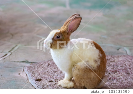 brown rabbit rest on the rock brown rabbit rest on the rock 105535599