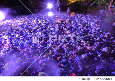 雨引観音あじさい祭り 水中華ライトアップ <雨引山楽法寺> 雨引観音あじさい祭り 水中華ライトアップ <雨引山楽法寺> 105535604