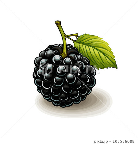 Blackberry. Blackberry hand-drawn comic illustration. Vector doodle style cartoon illustration 105536089