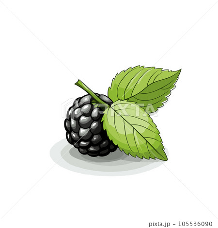 Blackberry. Blackberry hand-drawn comic illustration. Vector doodle style cartoon illustration 105536090