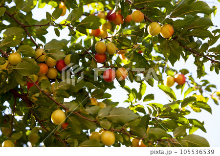 Japanese plum still hanging from the tree Japanese plum still hanging from the tree 105536539