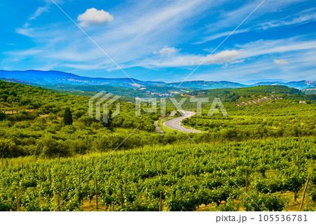 Vineyards of Crete island on sunny day, distant mountain, road, Greece 105536781