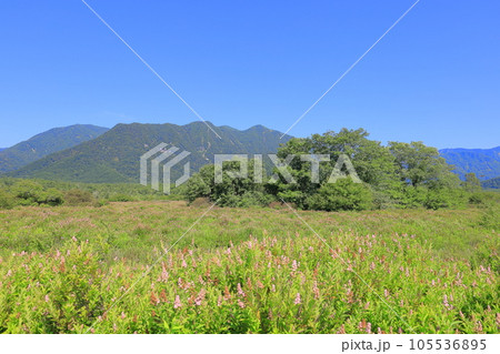 奥日光戦場ヶ原で咲くホザキシモツケと日光連山 奥日光戦場ヶ原で咲くホザキシモツケと日光連山 105536895