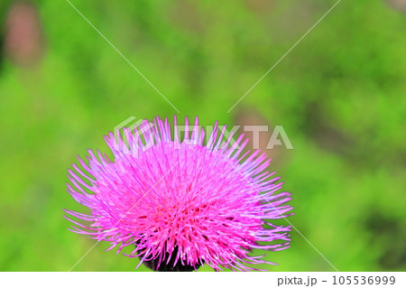 奥日光戦場ヶ原に咲くノアザミ／栃木県日光市 105536999