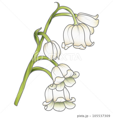 Cute hand drawn isolated grey outline with color plane of lily of the valley branch (Vol.3) 105537309
