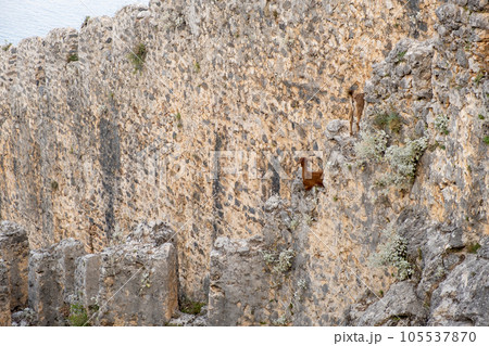 Mountain goats on sheer cliffs or stone walls. Two goats black and brown Mountain goats on sheer cliffs or stone walls. Two goats black and brown 105537870