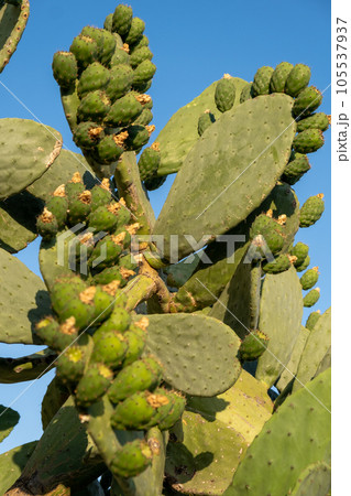 Fresh succulent cactus closeup on blue sky. Green plant cactus with spines and dried flowers. Large green cactus close-up with young shoots. 105537937