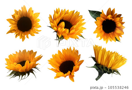 Yellow cutout sunflowers with leaves set, isolated bright object on the white background for decor, harvest time design, invitations, soft focus and clipping path 105538246