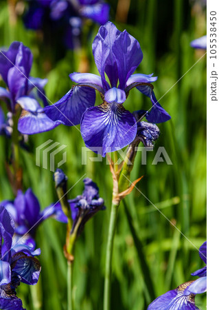 Beautiful violet irises under the sun light Beautiful violet irises under the sun light 105538450