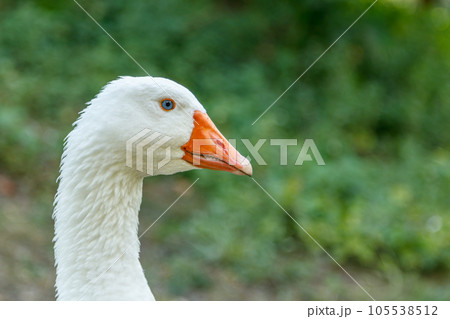 beautiful swans sit on green grass 105538512
