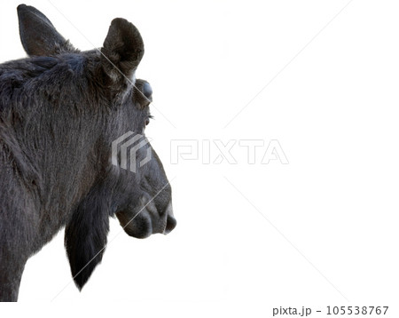 moose portrait isolated on white background 105538767