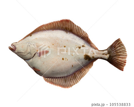back side of the fish. Baltic sea flounder isolated on white background back side of the fish. Baltic sea flounder isolated on white background 105538833