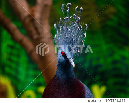 portrait southern crowned-pegeon (sclateri) on a green background portrait southern crowned-pegeon (sclateri) on a green background 105538841