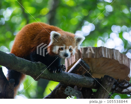 Red panda sits on a tree and looks down Red panda sits on a tree and looks down 105538844