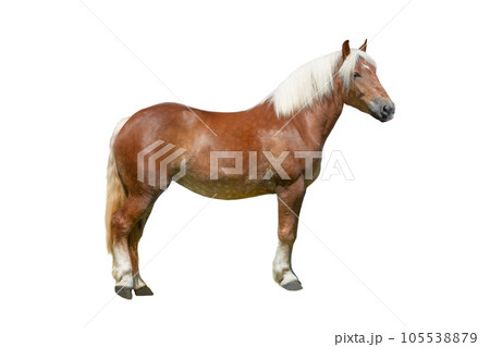 thoroughbred horse isolated on a white thoroughbred horse isolated on a white 105538879