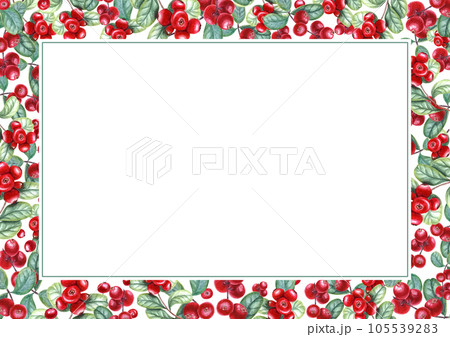 Ripe, juicy cowberries. Rectangular frame isolated on white background. Cranberries, wild berries. Watercolor illustration of red berries with green leaves. Space for text. For your design Ripe, juicy cowberries. Rectangular frame isolated on white background. Cranberries, wild berries. Watercolor illustration of red berries with green leaves. Space for text. For your design 105539283