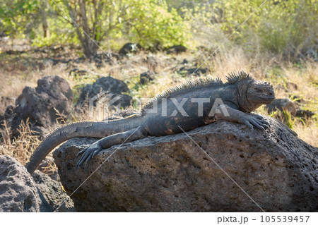 Galapagos marine iguana on a rock, selective focus, Ecuador. Galapagos marine iguana on a rock, selective focus, Ecuador. 105539457