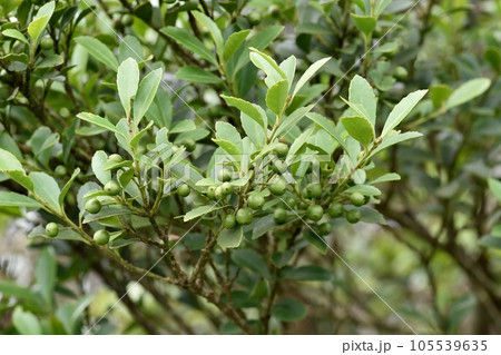 イヌツゲの実 105539635