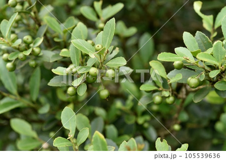 イヌツゲの実 105539636