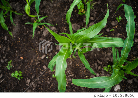 Young corn seedling in the agricultural plantation. Young green cereal maize plant growing in the cornfield. 105539656