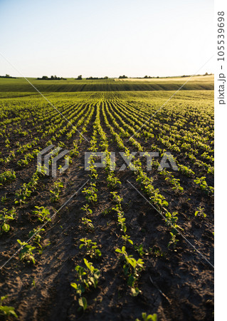 Agricultural soy plantation in sunny day. Rows of soy plants on an agricultural plantation. Selective focus. 105539698