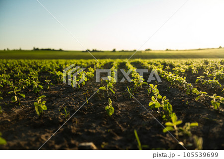 Soybean, soya bean sprout growing soybeans on an industrial scale. Products for vegetarians. Agricultural plant during the period of active growth in the field. Selective focus. 105539699
