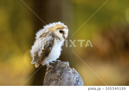 Owl nesting in autumn. Barn owl, Tyto alba, perched on tree trunk. Young owl in autumn nature Owl nesting in autumn. Barn owl, Tyto alba, perched on tree trunk. Young owl in autumn nature 105540189