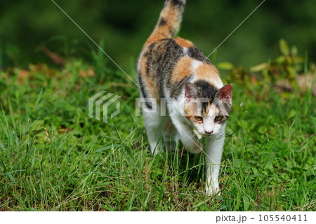 高台に住む野良猫がトイレする 105540411