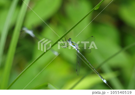 アオイトトンボ（オス） 105540519
