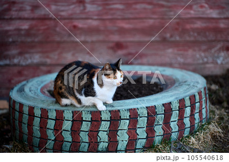 Rural cat sits on flower bed made from an old painted tire. Rural cat sits on flower bed made from an old painted tire. 105540618