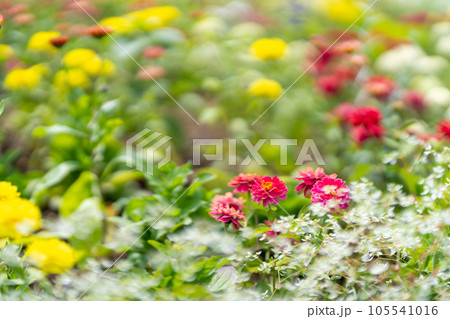 夏の花　花壇　花ロードえにわ花まつり　赤　紫　黄 105541016