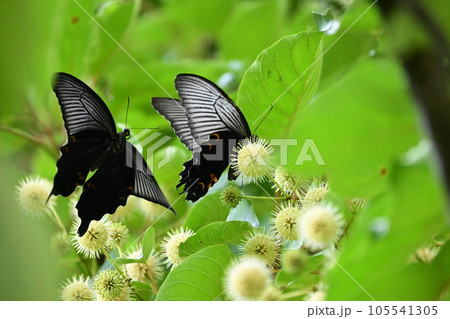 サラシナショウマの蜜を吸うクロアゲハ サラシナショウマの蜜を吸うクロアゲハ 105541305