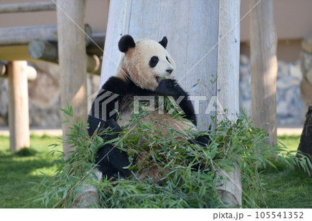 おいしそうに竹を食べる梅浜 105541352