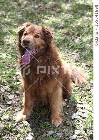 brown fluffy fat dog closeup portrait on green grass background 105541698