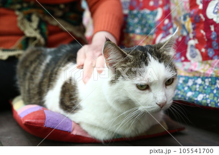 country funny cat outdoor closeup photo relaxing on patchwork pillow country funny cat outdoor closeup photo relaxing on patchwork pillow 105541700
