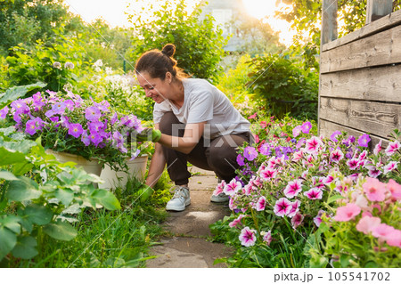 Gardening and agriculture concept. Young woman farm worker gardening flowers in garden. Gardener planting flowers for bouquet. Summer gardening work. Girl gardening at home in backyard Gardening and agriculture concept. Young woman farm worker gardening flowers in garden. Gardener planting flowers for bouquet. Summer gardening work. Girl gardening at home in backyard 105541702