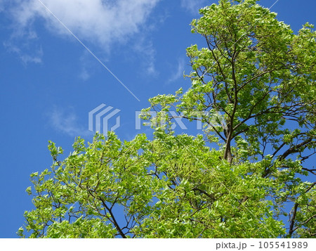 青空に映える新緑 105541989