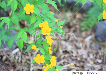ヤマブキの花 ヤマブキの花 105542066