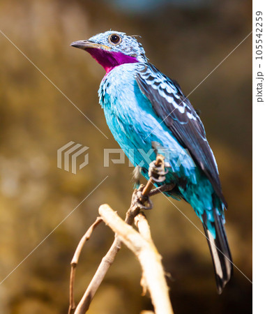 Spangled Cotinga with red and blue feathers Spangled Cotinga with red and blue feathers 105542259
