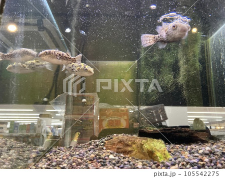 水槽中のお魚、インドマミズフグです。 105542275