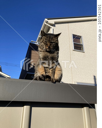 塀の上から睨みつける、恐いキジトラの野良猫ちゃんです。 塀の上から睨みつける、恐いキジトラの野良猫ちゃんです。 105542301