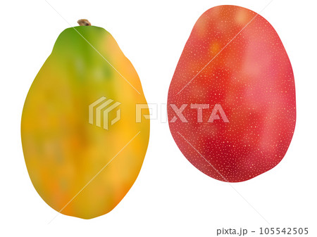 「パパイヤ (パパイア)」と「マンゴー」二個  縦向き 105542505