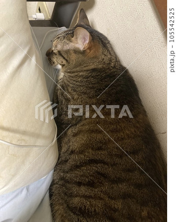 無理に狭い、細いところに眠る、ツチノコのようなキジトラの猫ちゃんです。 105542525