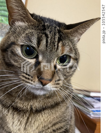 クリクリのお目々のキジトラの猫ちゃんの顔アップです。 クリクリのお目々のキジトラの猫ちゃんの顔アップです。 105542547