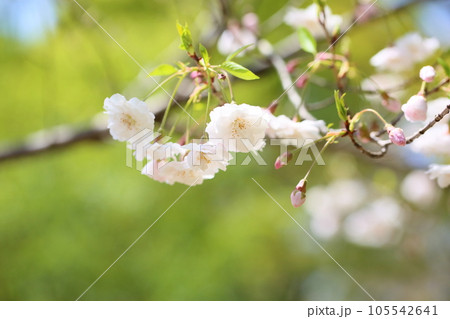 クマノザクラの花 満開 クマノザクラの花 満開 105542641