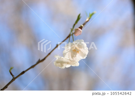クマノザクラの花 満開 クマノザクラの花 満開 105542642