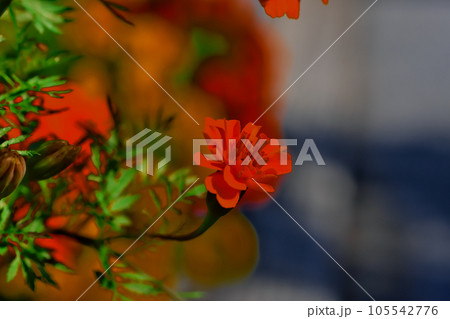 街歩き 街歩き 105542776