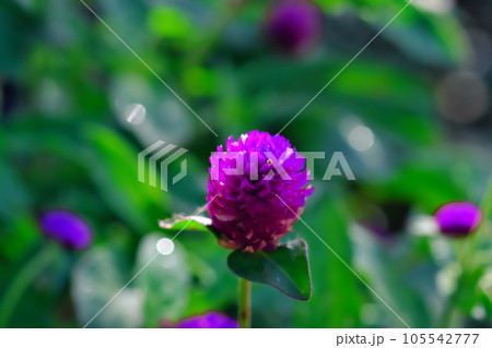 街歩き 街歩き 105542777